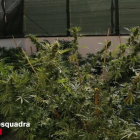 Desmanteladas dos plantaciones de marihuana en dos domicilios de Golmés
