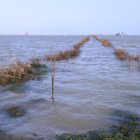 Els arrossars de la bassa de l’Arena del delta de l’Ebre, inundats amb aigua de mar.