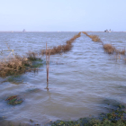 Los arrozales de la balsa de l’Arena del Delta del Ebro inundados con agua de mar.