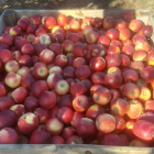 Lleida recol·lecta aquests dies varietats tardanes de poma, com la roja story.