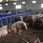 Imagen de una explotación de producción de cerdos de Ivars d’Urgell.