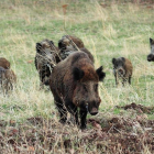 Polonia ha hallado jabalíes muertos por Peste Porcina Africana.