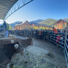 Cientos de personas contemplaron los ejemplares de vaca bruna en la feria ganadera de Esterri.