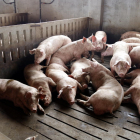 Imagen de archivo de una granja de porcino de la comarca del Segrià.