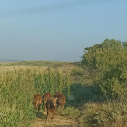 Cuatro de los terneros que se han escapado de la granja y campan por los maizales de Algerri.