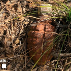 Imatge de la granada, presumiblement de la Guerra Civil.