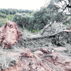 Una olivera caiguda al camí d’Almatret.