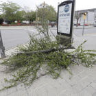 Vista de l’arbre caigut durant aquest cap de setmana al carrer Baró de Maials, a Pardinyes.