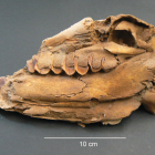 Cráneo de uno de los fetos de caballo analizado en el estudio, procedente de la fortaleza de Vilars.