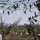 Imagen de una finca de Borges Agricultural en Portugal.