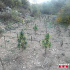 La plantación desmantelada en Fígols i Alinyà