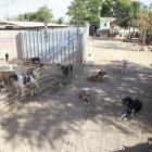Imagen de archivo de un grupo de perros en una protectora de animales de Lleida.