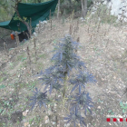 La plantació tenia un campament i estava oculta en un bosc.