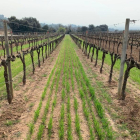La UdL prueba en el Penedès diferentes cubiertas vegetales para conservar el suelo en viñas ecológicas de la Familia Torres