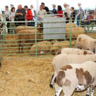 La mostra de ramaderia de la Fira en la passada edició.