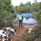Imatge d’arxiu de la plantació desmantellada el setembre passat a l’Albagés.