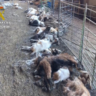 Una imatge de la granja amb cabres mortes.