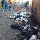 Algunas de las cabras muertas en el suelo de la granja, con agentes de la Guardia Civil investigando.