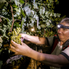 Les vinyes de Raimat aposten per l’agricultura de precisió.