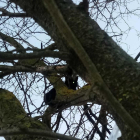El gat es troba atrapat en un arbre alt i amb les branques molt primes.