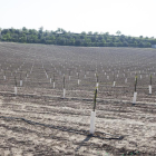Torrons Vicens ja ha iniciat la seua activitat al Segarra-Garrigues plantant diverses hectàrees d’ametllers a Vilagrassa.