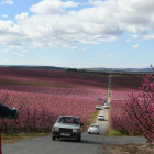 Vista de l’arribada de cotxes a una de les visites enmig dels camps tenyits de rosa.