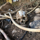 Troben dos cranis humans en una finca de Gimenells