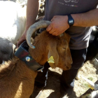 Un collar equipat amb GPS que permet al pastor conèixer la ubicació de l’animal a través del mòbil.