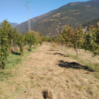 El viver impulsat pel consell comarcal del Sobirà compta amb vint-i-dos varietats de fruiters