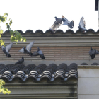 La façana d'una casa de Ciutat Jardí, amb diversos coloms ahir.