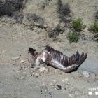 Los Rurales localizan un buitre muerto en Tremp