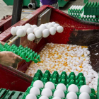 Personal desecha huevos contaminados en una granja de Holanda