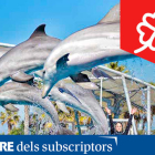 Els dofins també són protagonistes a l'Aquopolis Costa Daurada.