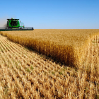 El cultiu del cereal va experimentar un creixement del 6%, segons les dades del ministeri d’Agricultura.