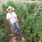Dani Rovira con algunos de los tomates que cultiva en esta parcela del vivero municipal.