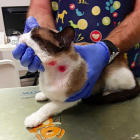 Vista del gato, con las heridas en el cuello, en el centro veterinario donde fue atendido. 