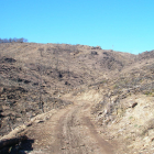 El aspecto actual de parte de la superficie arrasada por el fuego en Calvinyà hace cinco años.