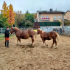Un moment del concurs de Cavall Pirinenc Català de la Seu.