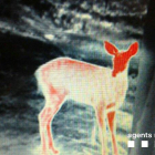 Imagen de un corzo a través de la cámara termográfica.