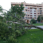 Imatge de l’arbre caigut a la plaça Vilagrassa.