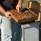 Imatge d'arxiu d'un rusc d'abelles-