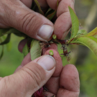 Un agricultor mostra els efectes d’hores de fred extrem sobre la fruita de pinyol.