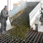 Imagen de archivo de descarga de olivas en la cooperativa de Maials.