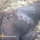 Imagen de las heridas que el oso provocó en la yegua que se encontraba en la zona de Salient.
