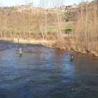 Pescadores en el inicio de la temporada en el río Segre.