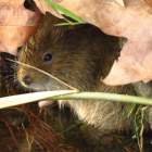 La ‘rata de agua’ que vive en la zona del Canal. 