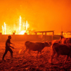 Diversos homes posen fora de perill el bestiar durant un incendi forestal