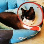 El gat Maulet, després de ser operat de l’ull pel tret.