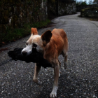La commovedora imatge d'una gossa amb la seva cria calcinada es converteix en símbol de la tragèdia gallega
