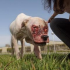 Buscan los dueños de una perra gravemente enferma que abandonaron a la playa en Tarragona